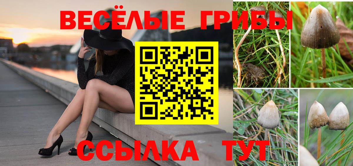 Галлюциногенные грибы Psilocybine cubensis Нефтекумск